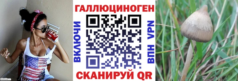 Купить где  Кашира  Псилоцибиновые грибы GOLDEN TEACHER 